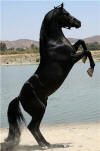 Animal Actors Animal Talent Agency Horses Hollywood to New York, Donkeys, Mules, Miniature Horses