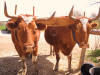 Animal Actors Animal Talent Agency Farm Animals Oxen, Cows, Chickens, Goats, Sheep etc.